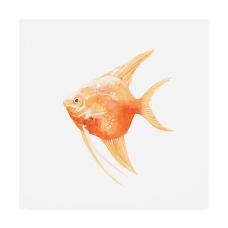 Emma Scarvey 'Discus Fish III' Canvas Art,14x14